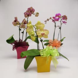 Three orchid arrangements in colorful square pots with ribbon bows