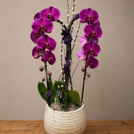 Royal Orchid