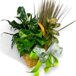 Basket arrangement of assorted green tropical plants with a ribbon bow