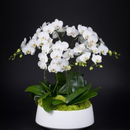 White orchid arrangement in a white bowl planter