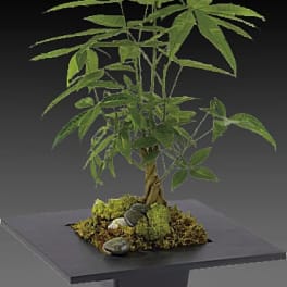 Potted bonsai-style plant with a braided trunk on a black stand