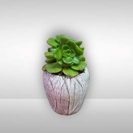 Small Succulent in Ceramic Pot