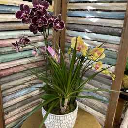 Potted orchids with purple and yellow blooms in a white patterned planter