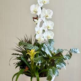 EC107 Butterfly Orchid Garden