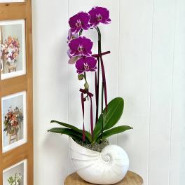 Purple orchid plant in a white shell-shaped pot on a stool