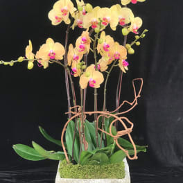Potted yellow orchids with pink centers in a square concrete planter