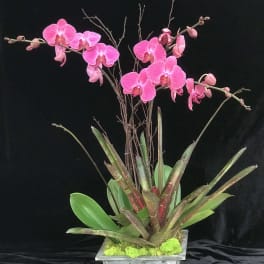 Pink orchids arranged in a square gray planter with moss