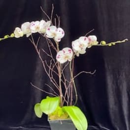 White orchids in a tall square pot with bright green leaves