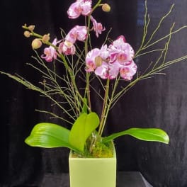 Pink orchids arranged in a square green vase