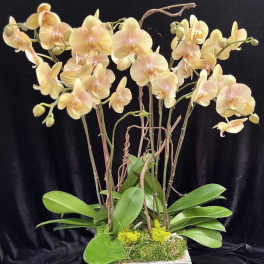 Pale yellow orchids arranged in a square gray planter