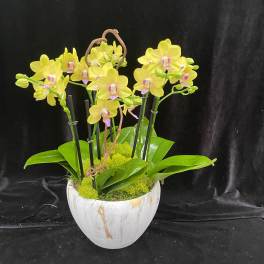 Yellow orchids in a white ceramic pot with moss