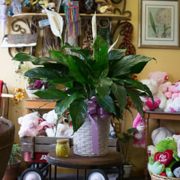 Large peace lily plant in a white basket with a purple ribbon