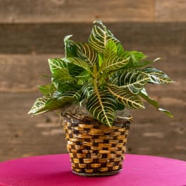 Potted croton plant in a woven basket planter