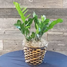 ZZ Plant