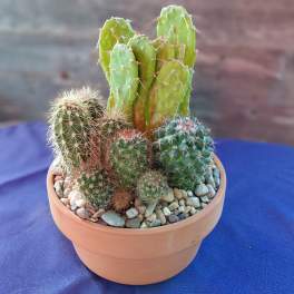 Cactus Garden