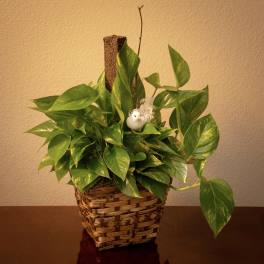 Potted pothos plant in a woven basket with a small bird decoration