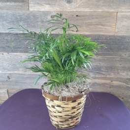 Potted palm plant in a woven basket planter