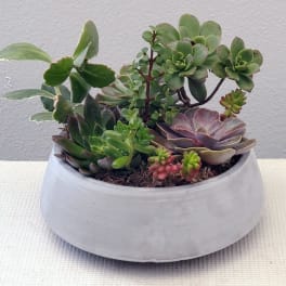 Succulent arrangement in a white ceramic bowl planter