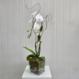 Single White Orchid Planter