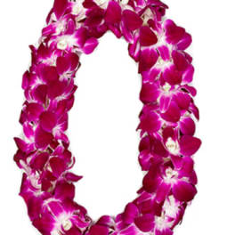 Magenta orchid lei on a white background