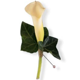 Single cream calla lily boutonniere with dark green leaves