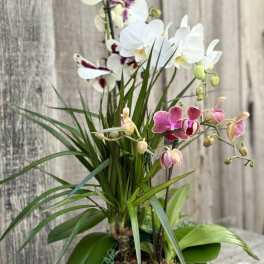 Potted orchid arrangement with white and pink blooms in a round container
