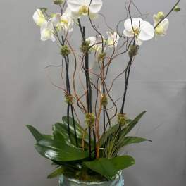 White orchids in a blue ceramic vase with curly branches