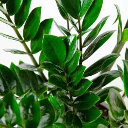 ZZ Plant