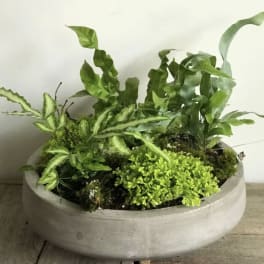Potted arrangement of assorted green ferns in a shallow concrete planter