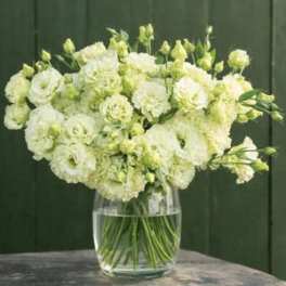 Green Lisianthus