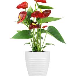 Red anthurium plant in a white pot