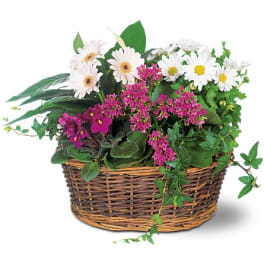Basket of white daisies and pink flowers with trailing greenery