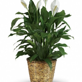 Potted peace lily with white blooms in a woven basket