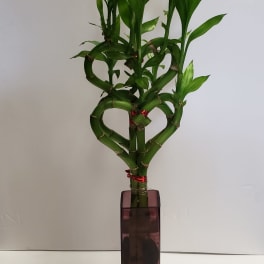 Braided lucky bamboo plant in a tall square glass vase