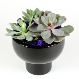 Succulent arrangement in a black pedestal bowl