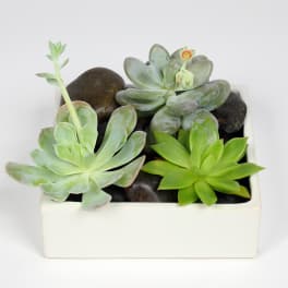 Succulent arrangement in a white rectangular planter with dark stones