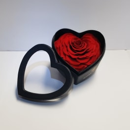 Red rose in a black heart-shaped box with the lid open