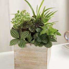 Mixed green houseplants arranged in a square wooden planter