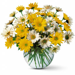 Dashing Daisies by Teleflora