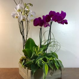 Orchid arrangement in a wooden box with white and purple blooms