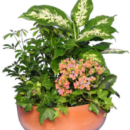 Mixed potted plant arrangement with pink flowers in a terracotta bowl