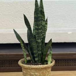 Snake Plant in Basket