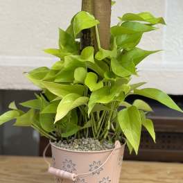 Neon Pothos Flower Bucket