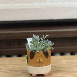 4" Dog Succulent