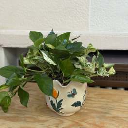 Flower Pot Pothos