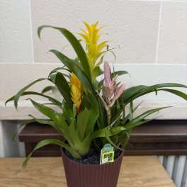 Potted bromeliad plant with yellow and pink flower spikes