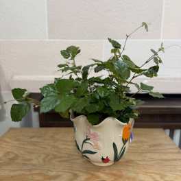 Potted green plant in a decorative ceramic pot