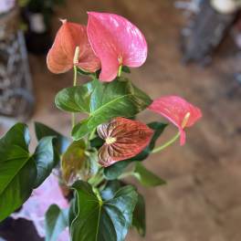 Pink Anthurium Plant