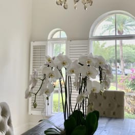 Elegant Orchids