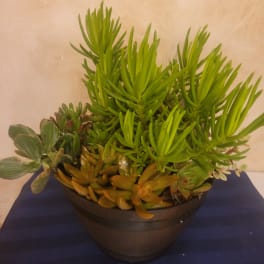 Potted succulent arrangement in a dark bowl planter